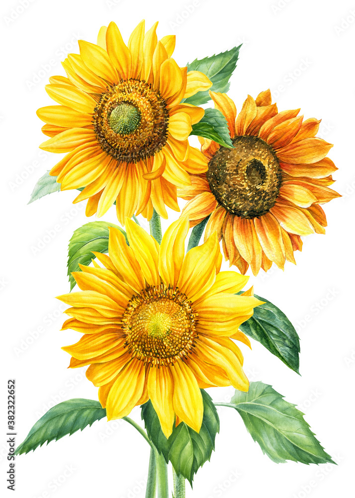 Naklejka premium Bouquet of sunflowers on an isolated white background, watercolor painting, hand drawing