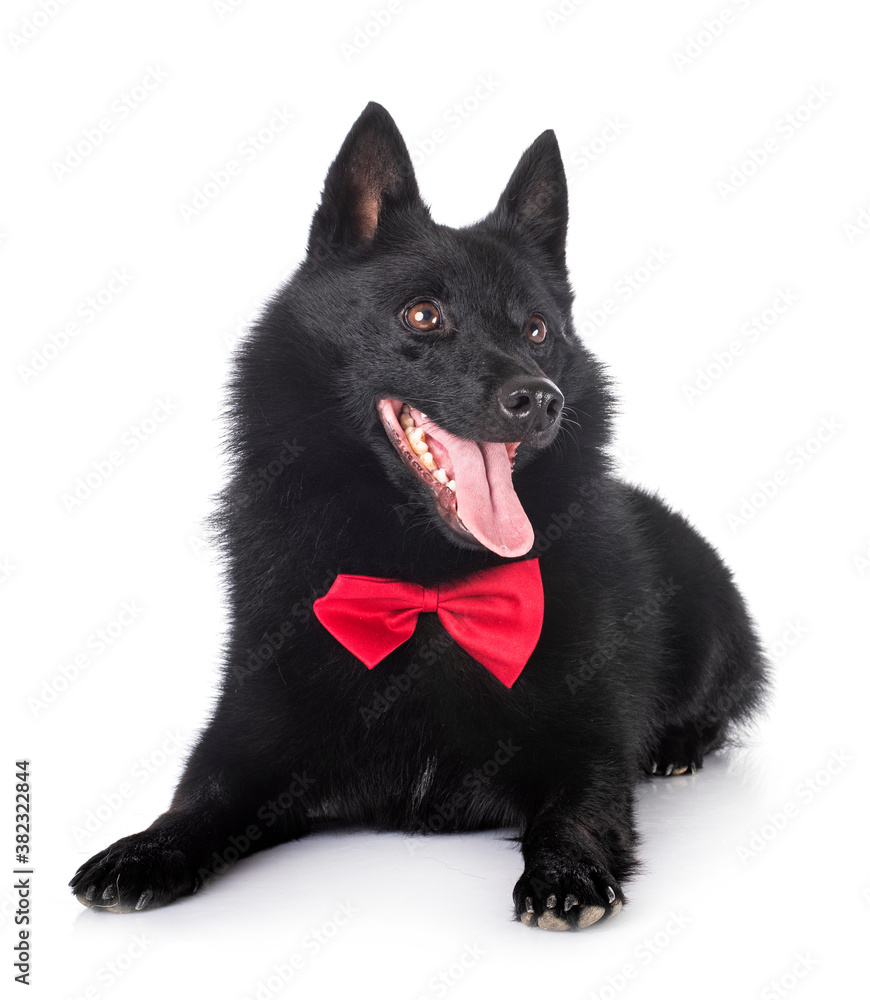 Schipperke in studio Schipperke in studio
