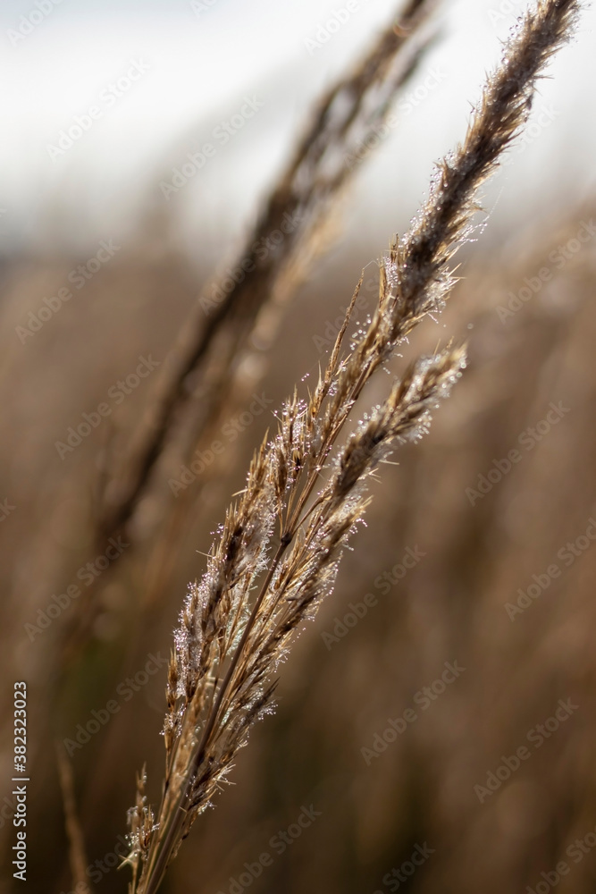 Reeds in the field in the early morning. Reeds in the field in the early morning.