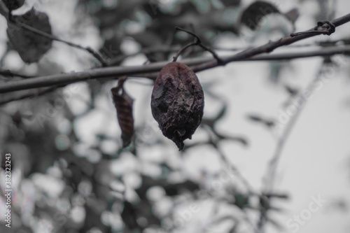 Rotten guava that was blackened and dried up still hanging from the guava tree branches.