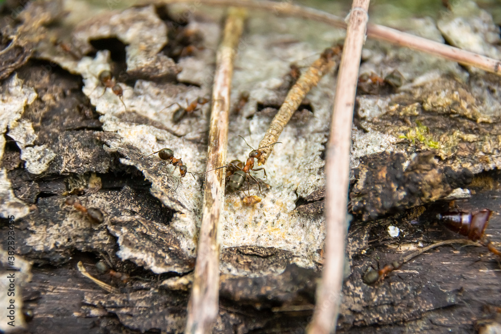 large ant dragging a twig into an anthill, selective focus