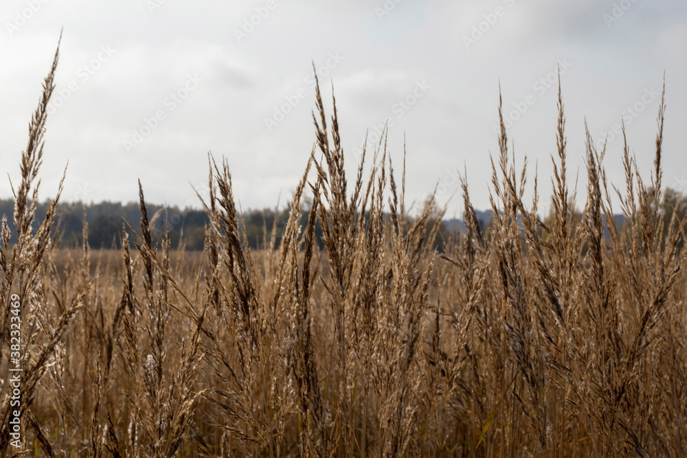 Obraz premium Reeds in the field in the early morning.