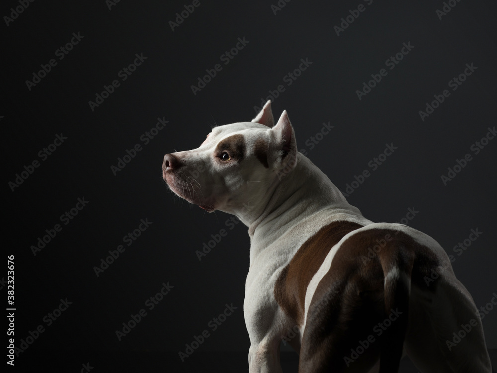 portrait of a dog on a black background. American pit bull terrier. Beautiful pet in studio portrait of a dog on a black background. American pit bull terrier. Beautiful pet in studio