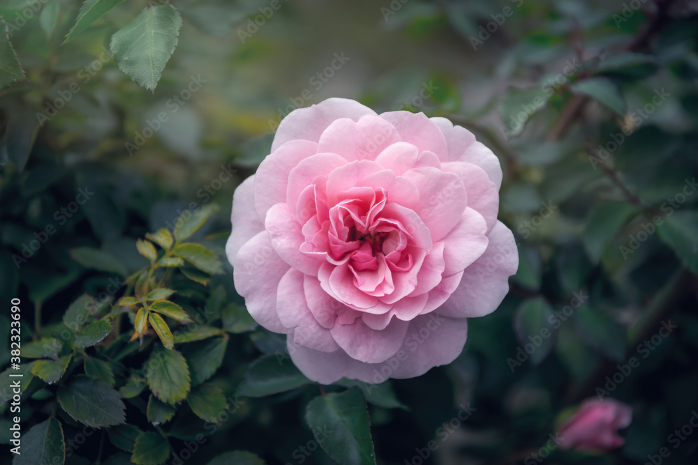 Delicate flower of a autumn English tea rose in the garden Delicate flower of a autumn English tea rose in the garden