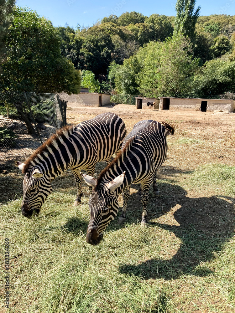 Naklejka premium zebra in the zoo