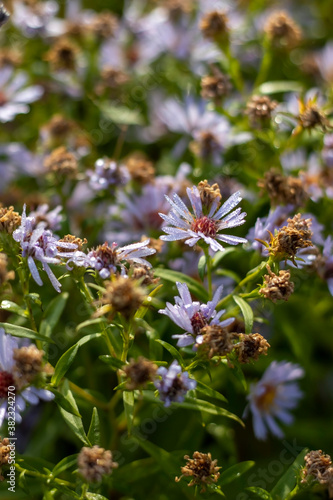 Wildflowers of chamomile at dawn.