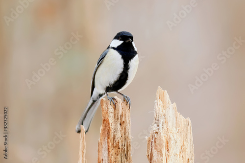 Foto シジュウカラ 野鳥