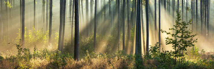 Foto auf Leinwand Wald Schöner sonniger Panoramawald im Herbst mit Sonnenstrahlen durch Nebel  © AVTG