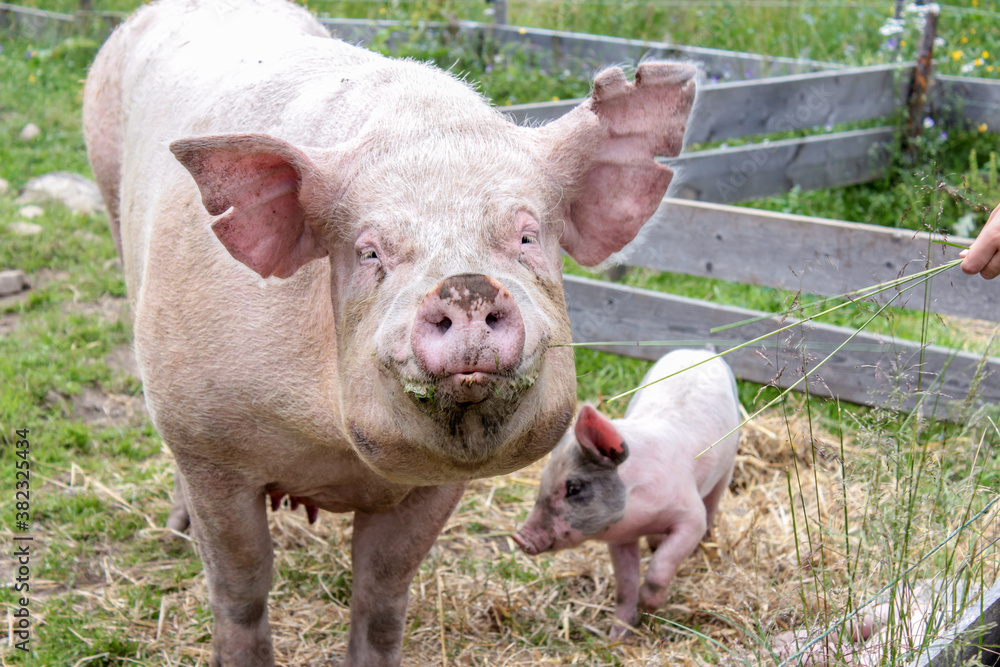 Closeup on pig with piglet Closeup on pig with piglet