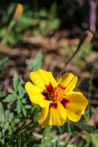 Yellow flower in sunlight