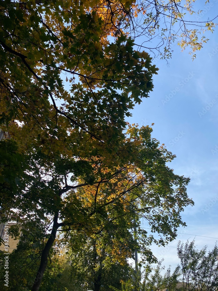Fototapeta premium trees in the autumn