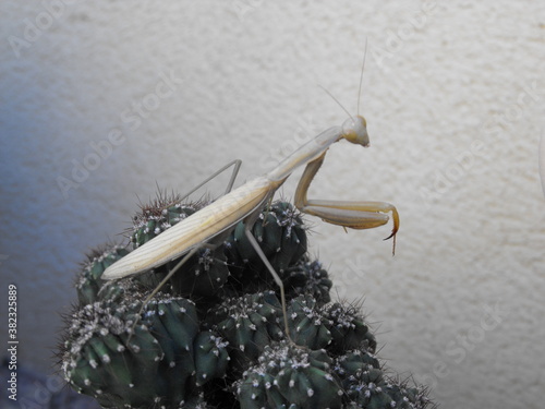 Mantis religiosa encima de un cactus