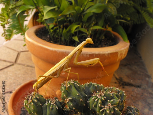 Mantis religiosa encima de un cactus