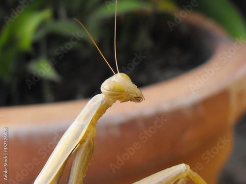 Mantis religiosa encima de un cactus