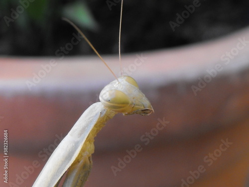 Mantis religiosa encima de un cactus