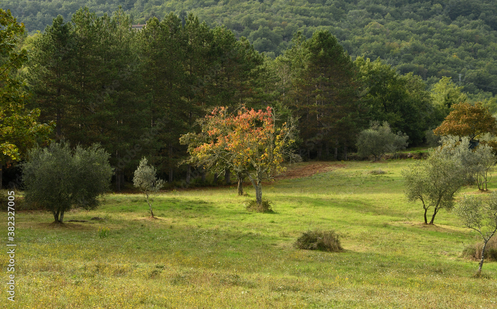 Fototapeta premium autumn landscape in the tuscan countryside, Italy.