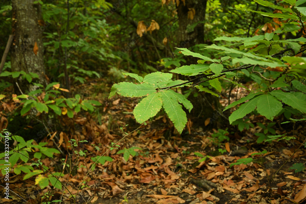 detail of a chestnut tree twig in autumn in a forest of tuscany, Italy.