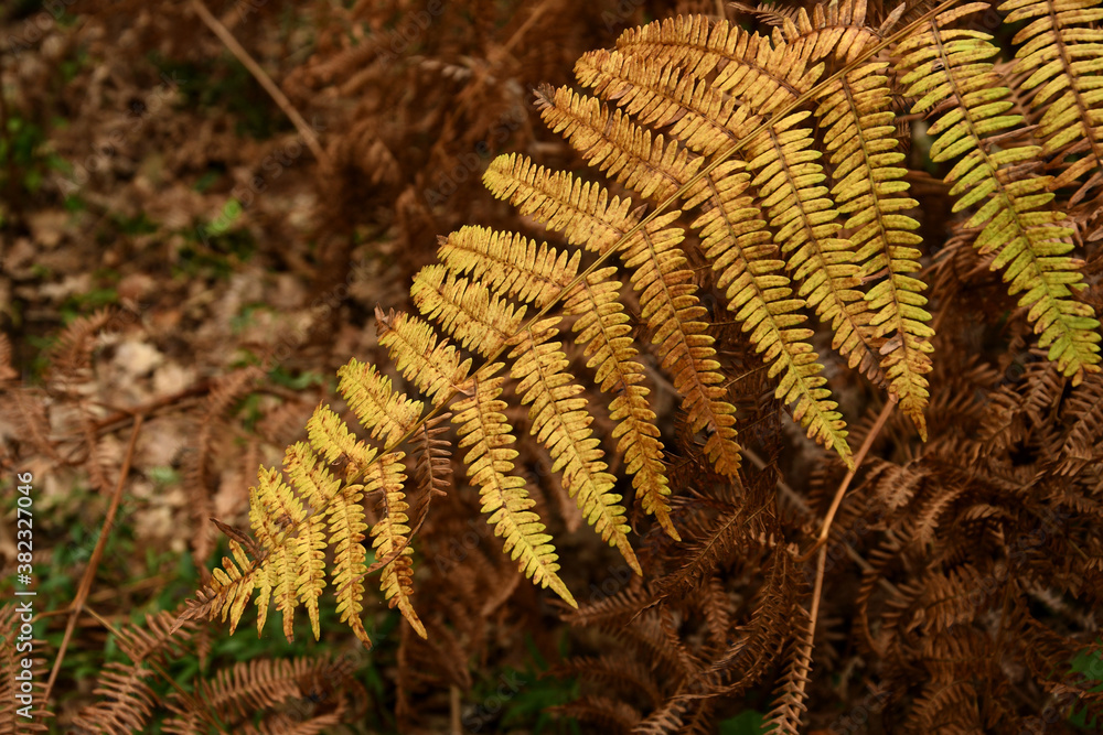 detail of dry ferns in a wood