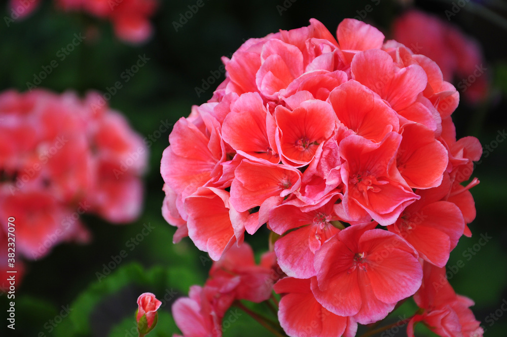 geranium flowers in a garden geranium flowers in a garden