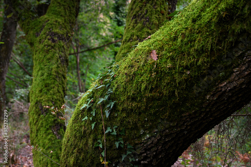 green moss on the trunk of an oak in a forest