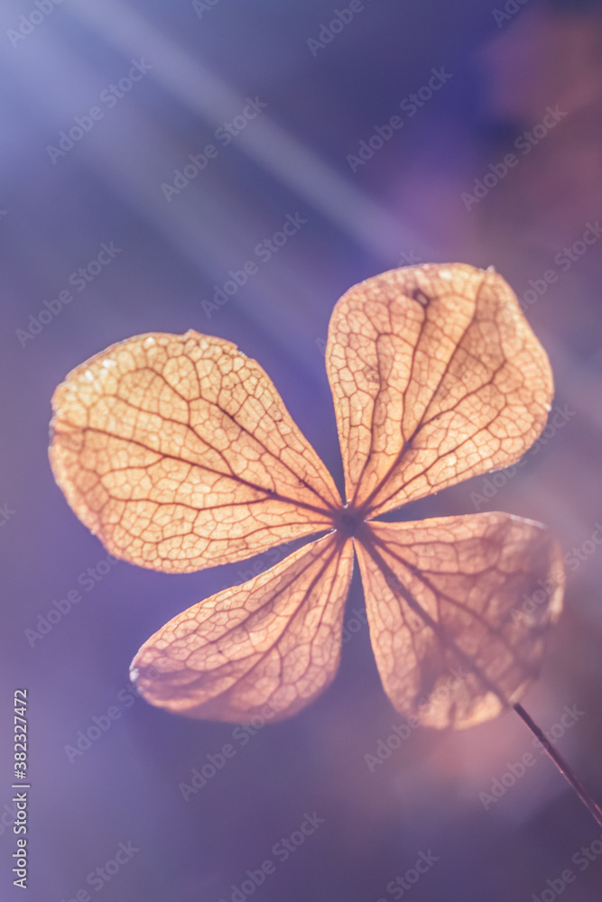Hortensia Hortensia