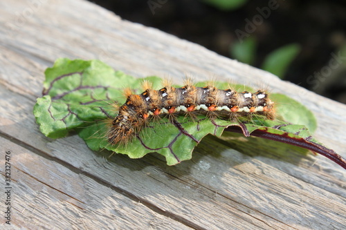 brown-tail caterpillar on green leaves - close up photo