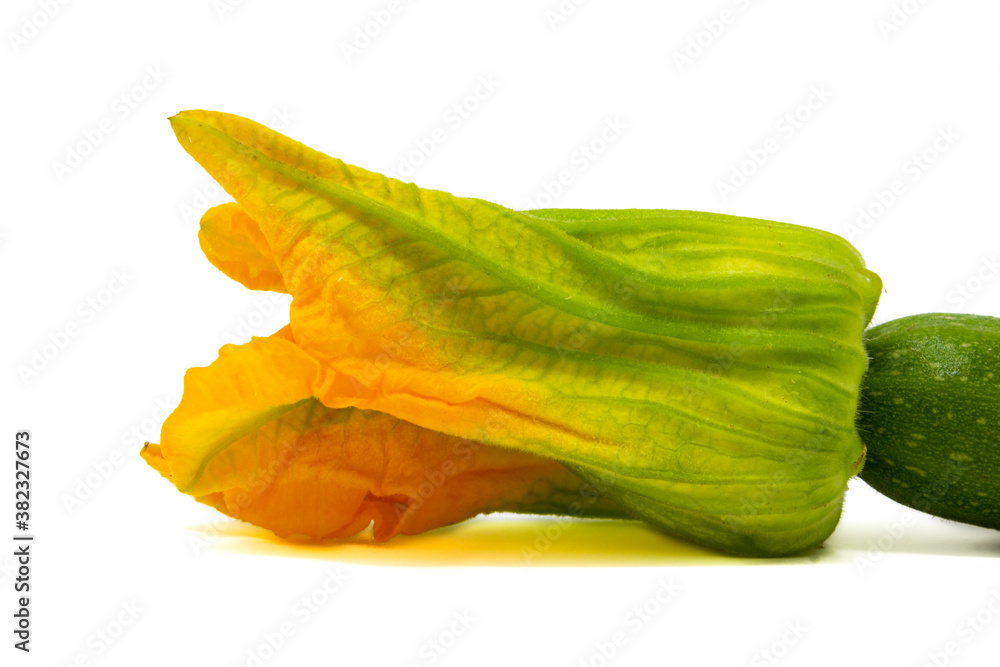 Fiore di zucchina isolato su fondo bianco Fiore di zucchina isolato su fondo bianco