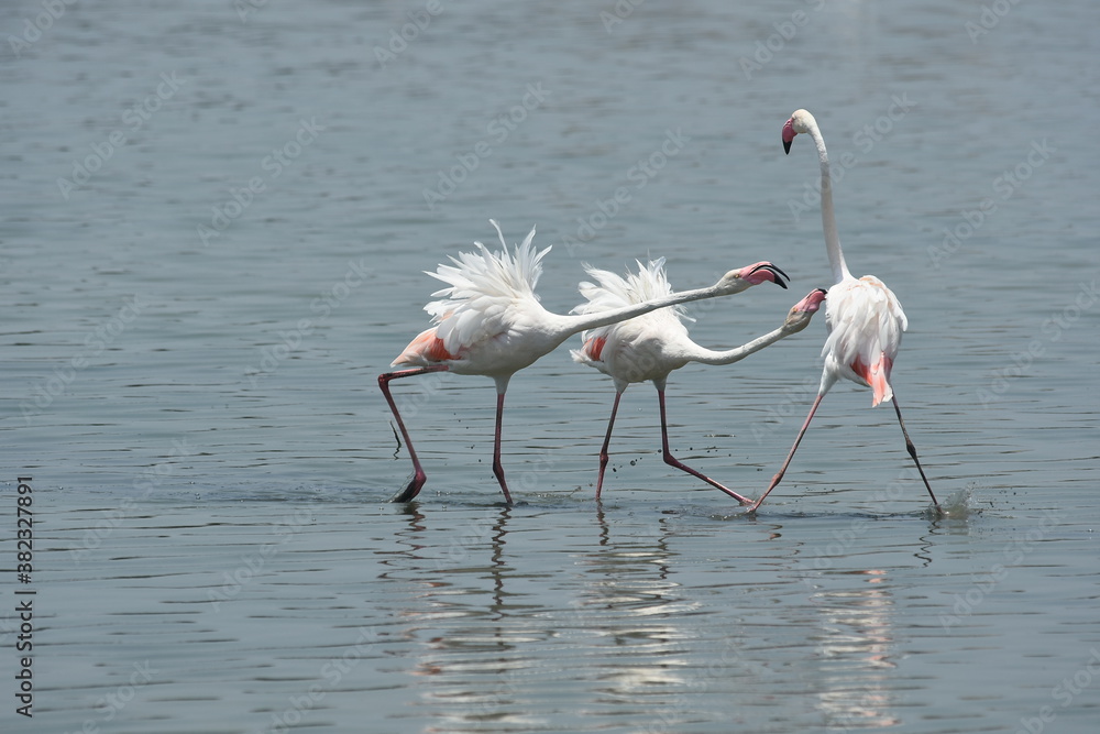 Flamingo in the water : Two flamingoes fight each others on the fine morning in chennai marshlands , Tamilnadu