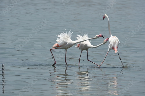 Flamingo in the water : Two flamingoes fight each others on the fine morning in chennai marshlands , Tamilnadu