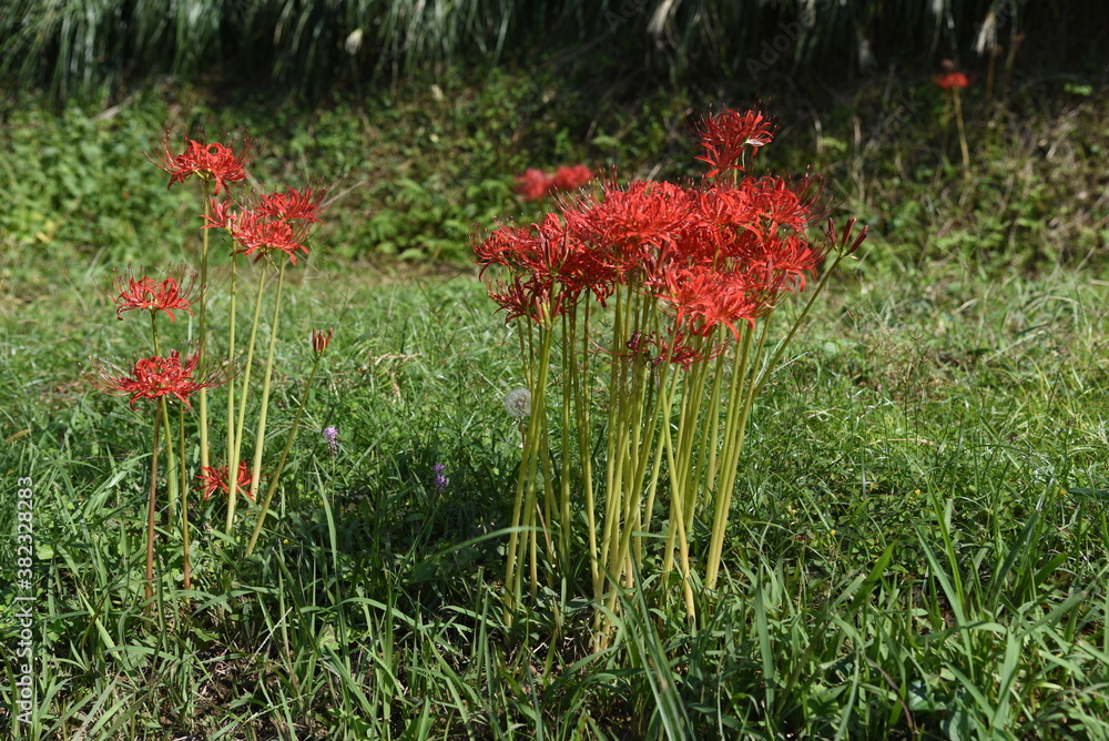 Red spider lily / Amaryllidaceae Perennial toxic bulbous plant Red spider lily / Amaryllidaceae Perennial toxic bulbous plant