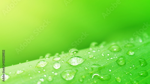 water drops on green leaf, purity nature background