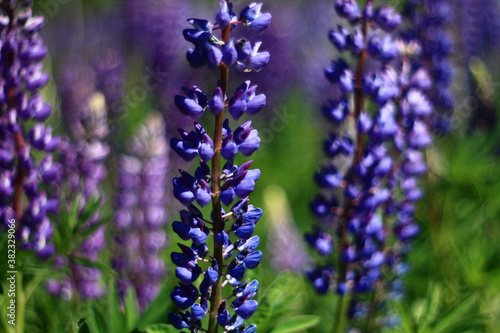 lupine bloom