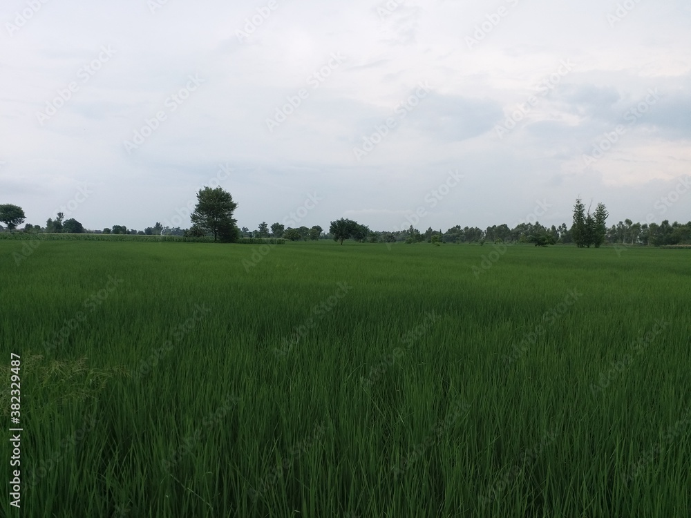 Fototapeta premium field of rice crop and greenery of Punjab pakistan
