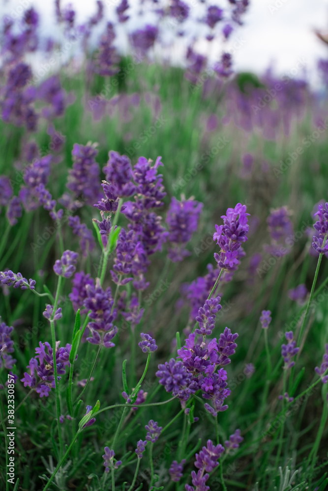 Obraz premium Lavender Plants in a Field