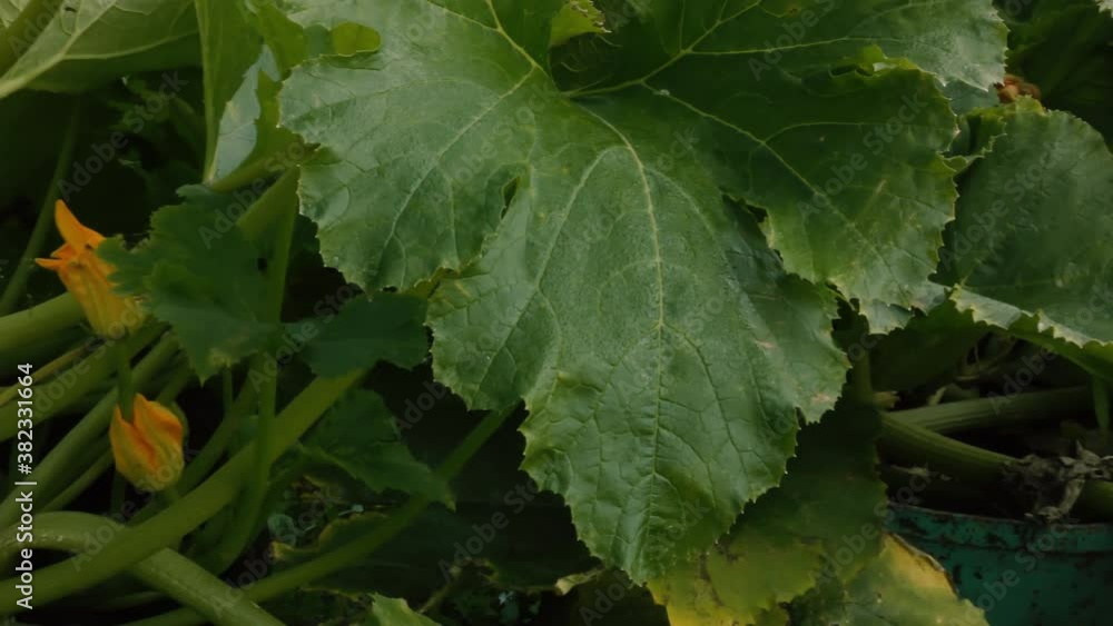Flowers, leaves and stems of vegetable marrow.