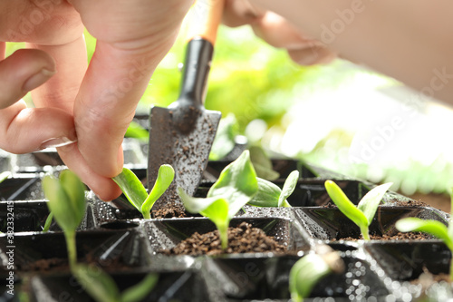 Woman planting young vegetable sprout into seedling tray, closeup