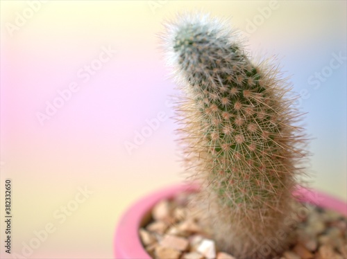 Closeup cactus desert plants with sweet color background, Cleisto Mammillaria elongata ,copper king cactus desert plant with soft focus and blurred background ,macro image ,cactus in a pot photo