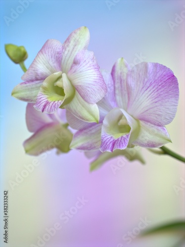 Closeup macro white purple cooktown orchid  Dendrobium bigibbum orchid flower with colorful pastel color and soft focus on blurred background  sweet color for card design