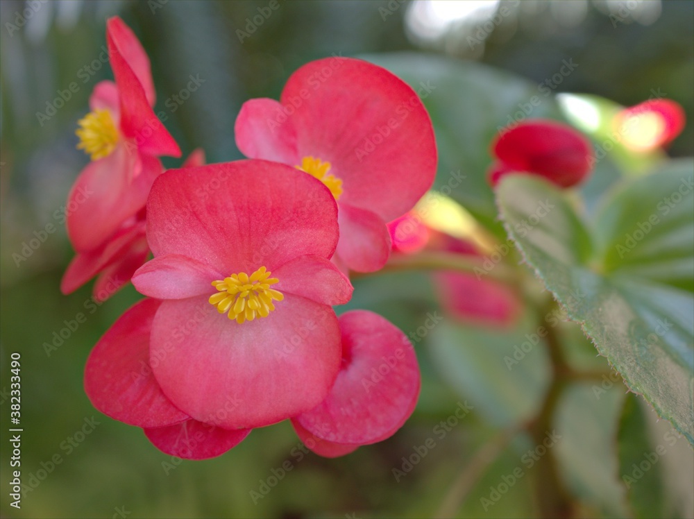 Closeup macro pink petals of begonia Bonanza eat flower plants with water drops in garden and blurred background, soft focus ,sweet color for card design Closeup macro pink petals of begonia Bonanza eat flower plants with water drops in garden and blurred background, soft focus ,sweet color for card design