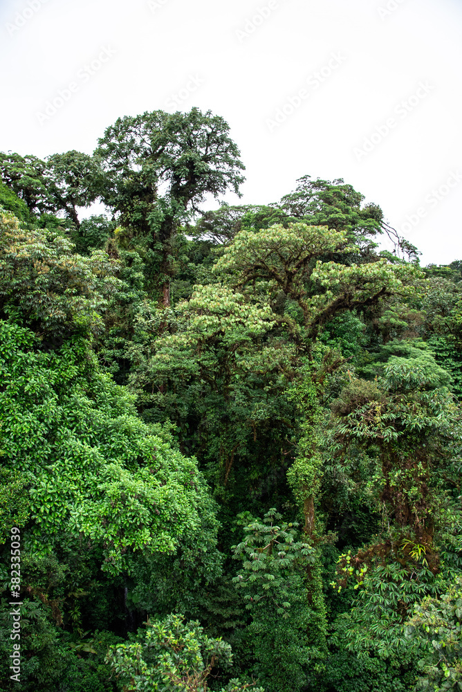 Monteverde Cloud Forest Costa Rica Rainforest cloudy jungle wet moist moss covered trees
