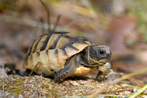 Maurische Landschildkröte (Testudo graeca) / Spur-thighed tortoise, Greek tortoise