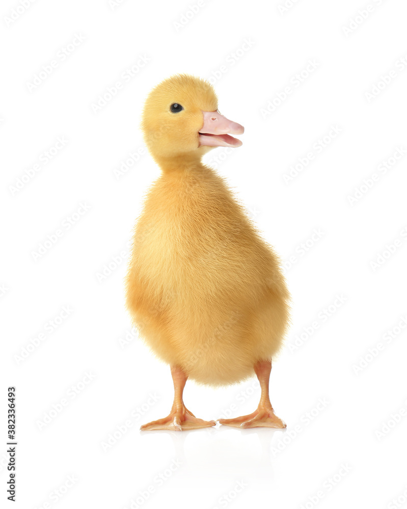 Cute fluffy gosling on white background. Farm animal Cute fluffy gosling on white background. Farm animal