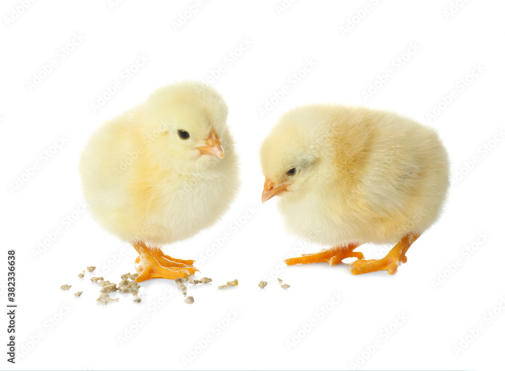 Cute fluffy baby chickens with millet groats on white background. Farm animals