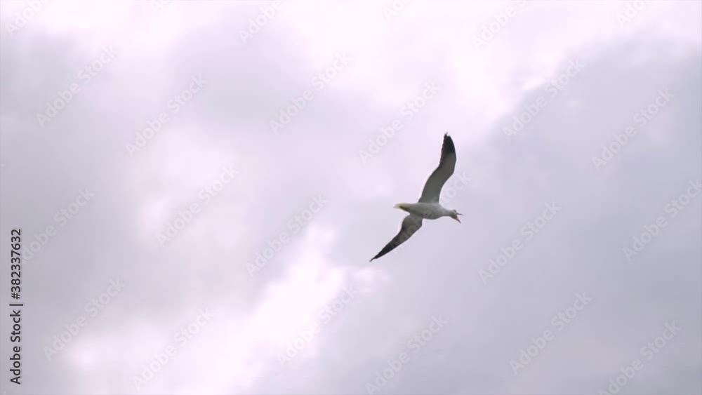 Seagulls flying against cloudy sky. Flock of birds floating on air currents of wind. Big seagull soaring and screaming in Slow motion mot Seagulls flying against cloudy sky. Flock of birds floating on air currents of wind. Big seagull soaring and screaming in Slow motion mot