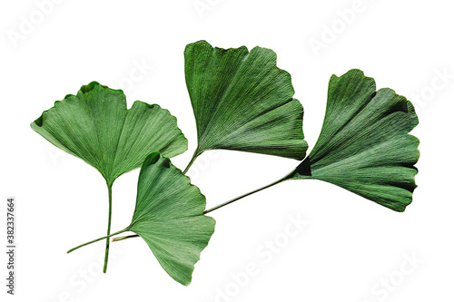 Ginkgo biloba leaves on white