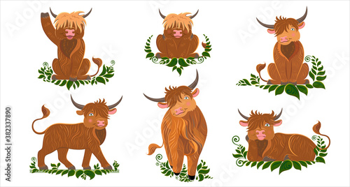 Scottish breed of long-haired cows. Cute cartoon style. Vector illustration of alpine cattle
