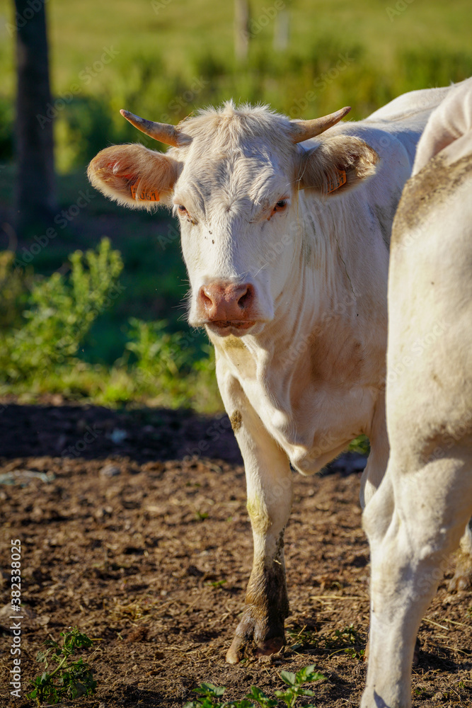 Animal ferme vache 446