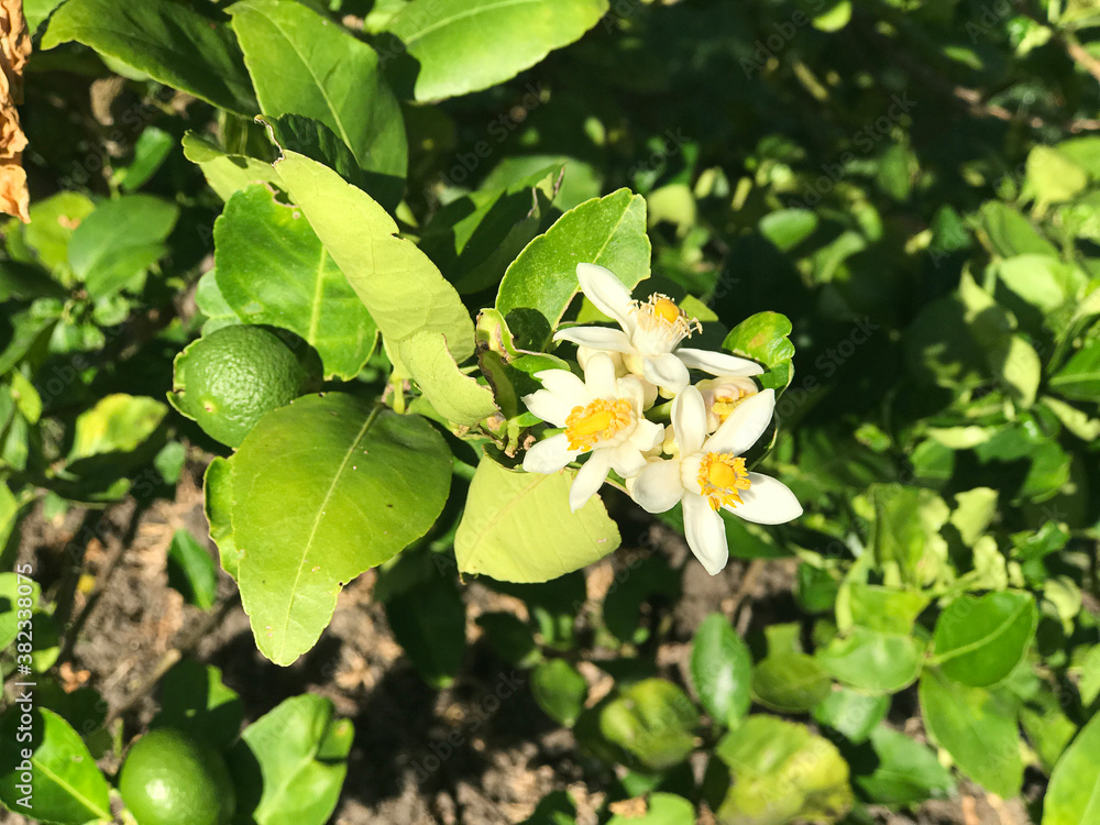 Flowering and fruit of lime tree in Thailand. Flowering and fruit of lime tree in Thailand.