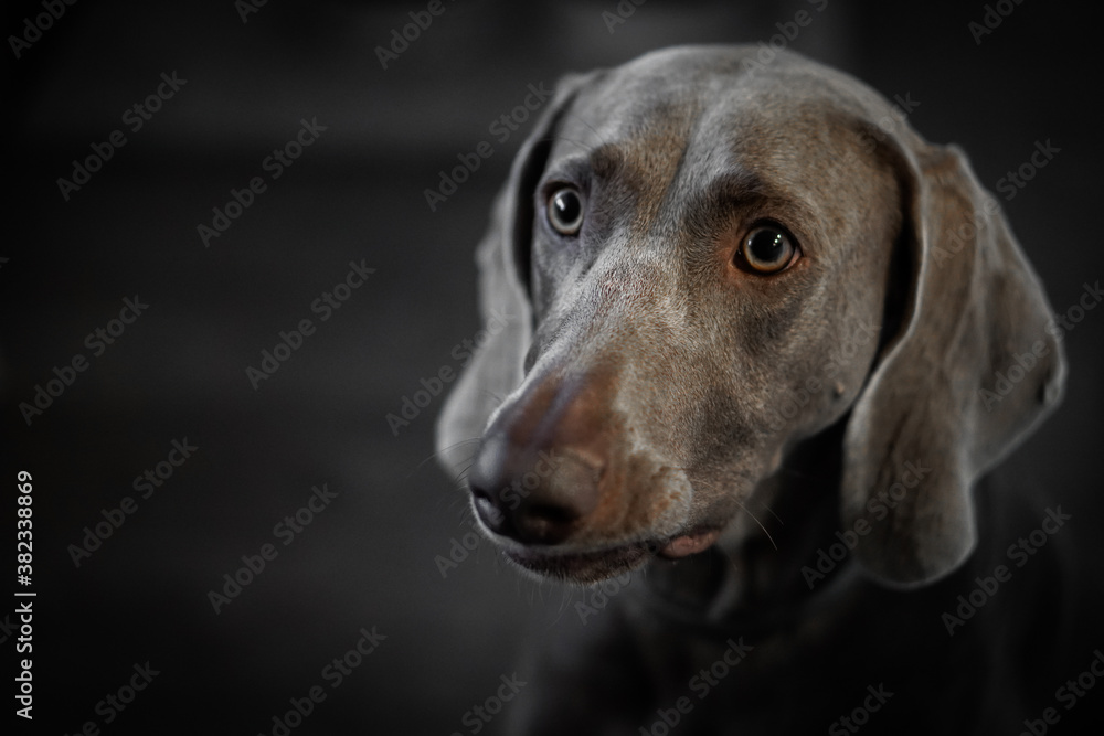 Portrait of a young female Weimar dog on a grey background.