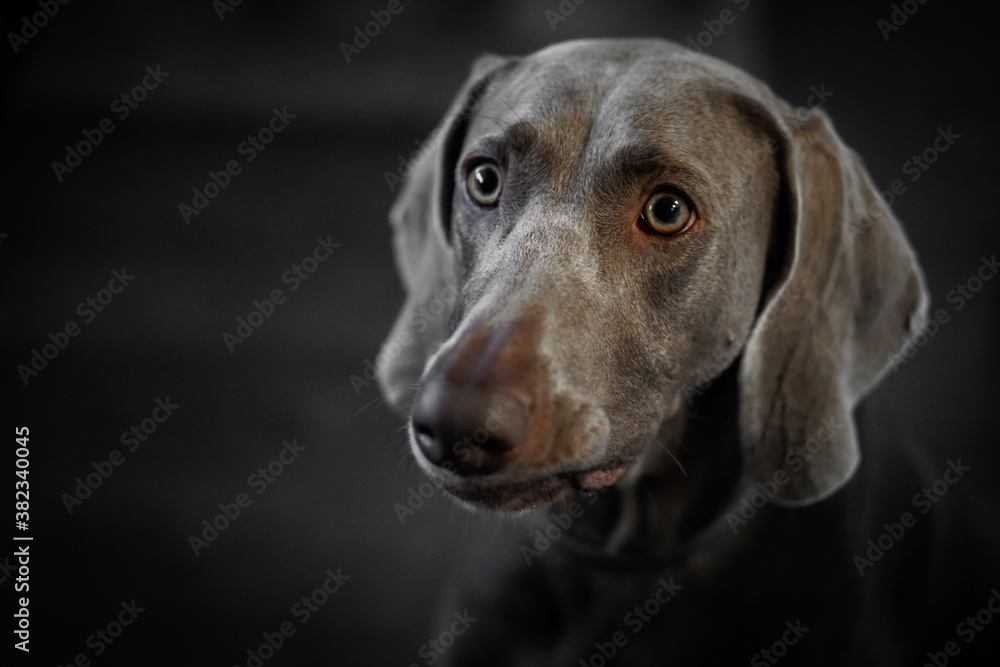 Portrait of a young female Weimar dog on a grey background. Portrait of a young female Weimar dog on a grey background.
